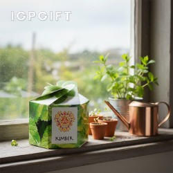 創意紙質植物種植套件 - 薄荷